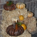 Pumpkin Patch Image 5